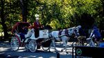 Keliling Central Park Naik Kereta Kuda Terancam Tinggal Kenangan