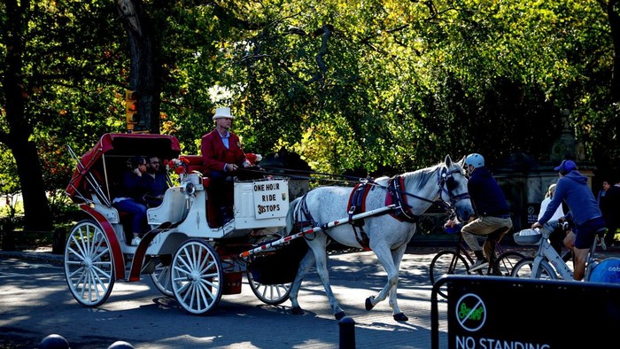 Keliling Central Park Naik Kereta Kuda Terancam Tinggal Kenangan A horse pulls a carriage through Central Park in New York City, US, October 15, 2026. REUTERS/Jeenah Moon