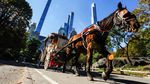 Keliling Central Park Naik Kereta Kuda Terancam Tinggal Kenangan