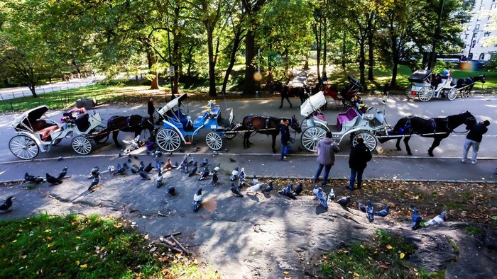 Keliling Central Park Naik Kereta Kuda Terancam Tinggal Kenangan Carriage horses stand at Central Park in New York City, US, October 21, 2026. REUTERS/Eduardo Munoz