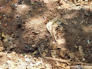 Video: Heboh Api Muncul dari Tanah Pekarangan Warga di Bantul