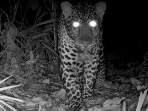 Macan Tutul Jawa Terekam Kamera di Cagar Alam Nusakambangan Barat