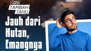 Video Tambah Tahu: Jauh dari Hutan, Emangnya Aman dari Karhutla?