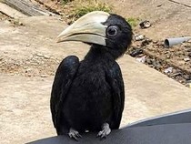 Viral Burung Berparuh Besar Hinggap di Motor Warga Kotim