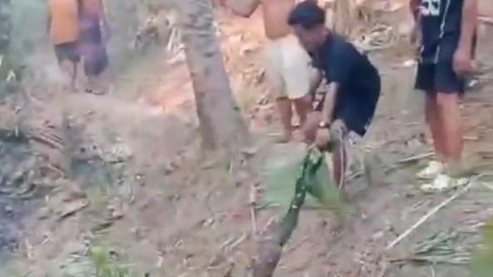 Warga mengevakuasi ular yang mati akibat kebakaran lahan di Polman.