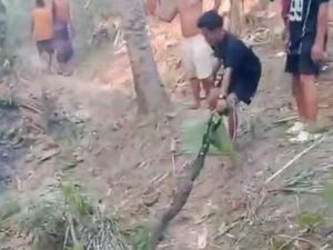Ular Piton 3 Meter Ditemukan Mati Akibat Kebakaran Lahan di Polman