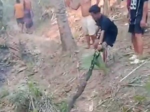 Ular Piton 3 Meter Ditemukan Mati Akibat Kebakaran Lahan di Polman