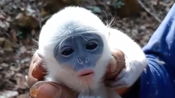Bayi surlili yang ditemukan oleh Dodo saat memadamkan api kebakaran di Gunung Ciremai
