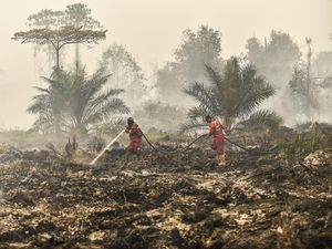 Video: 11 Korporasi Terafiliasi Asing Jadi Tersangka Karhutla