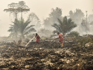 Video: 11 Korporasi Terafiliasi Asing Jadi Tersangka Karhutla