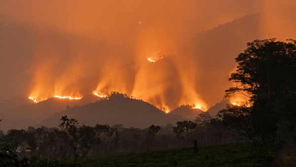 Bingkai Sepekan: Puncak Krisis Karhutla hingga Gejolak Pasar Saham
