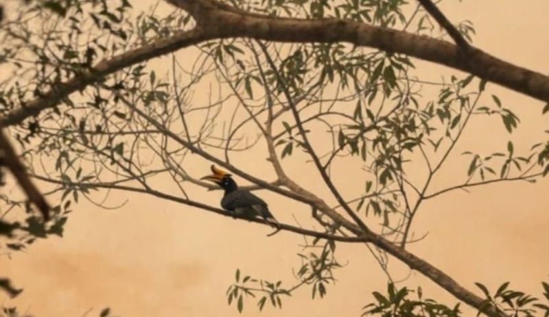 Burung rangkong badak Kalimantan turut menjadi korban ganasnya karhutla TN Tanjung Puting. Burung rangkong badak Kalimantan turut menjadi korban ganasnya karhutla TN Tanjung Puting.