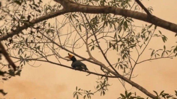 Burung rangkong badak Kalimantan turut menjadi korban ganasnya karhutla TN Tanjung Puting.