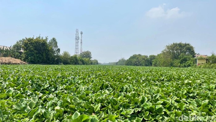Eceng gondok di Sungai Rolak Surabaya