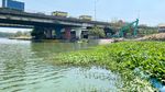 Eceng Gondok Hampir Penuhi Sungai Rolak Surabaya