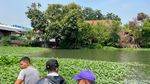 Eceng Gondok Hampir Penuhi Sungai Rolak Surabaya