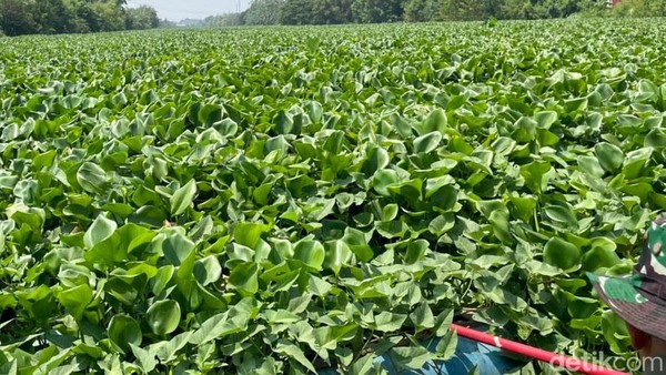 Eceng Gondok Hampir Penuhi Sungai Rolak Surabaya