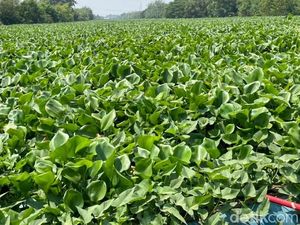 Eceng Gondok Hampir Penuhi Sungai Rolak Surabaya