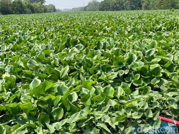 Eceng Gondok Hampir Penuhi Sungai Rolak Surabaya