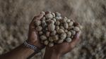 Harga Pala di Ternate Tembus Rp 100 Ribu per Kg, Pasokan Lokal Menipis
