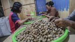 Harga Pala di Ternate Tembus Rp 100 Ribu per Kg, Pasokan Lokal Menipis