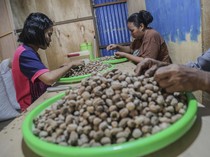 Harga Pala di Ternate Tembus Rp 100 Ribu per Kg, Pasokan Lokal Menipis