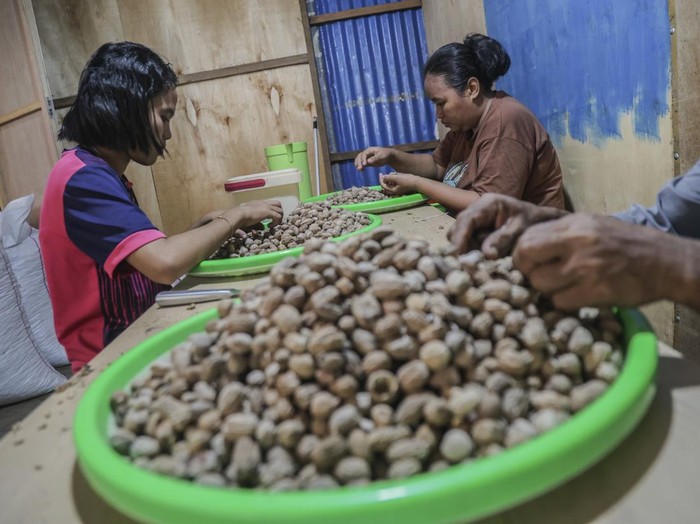 Pekerja mengumpulkan biji pala kering yang akan disortir di salah satu gudang rempah di Ternate, Maluku Utara, Jumat (23/10/2026). Menurut pengepul setempat, harga biji pala naik sejak tiga bulan terakhir dari Rp70.000 per kilogram menjadi Rp100.000 per kilogram akibat terbatasnya pasokan dari petani lokal yang mengalami gagal panen dampak kemarau panjang, sehingga untuk memenuhi permintaan pasar pengepul mengandalkan pasokan biji pala dari sejumlah wilayah di Maluku Utara, yakni Halmahera, Bacan, dan Jailolo. ANTARA FOTO/Andri Saputra/YU