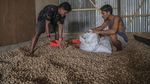 Harga Pala di Ternate Tembus Rp 100 Ribu per Kg, Pasokan Lokal Menipis