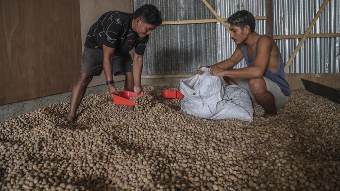 Pekerja mengumpulkan biji pala kering yang akan disortir di salah satu gudang rempah di Ternate, Maluku Utara, Jumat (23/10/2026). Menurut pengepul setempat, harga biji pala naik sejak tiga bulan terakhir dari Rp70.000 per kilogram menjadi Rp100.000 per kilogram akibat terbatasnya pasokan dari petani lokal yang mengalami gagal panen dampak kemarau panjang, sehingga untuk memenuhi permintaan pasar pengepul mengandalkan pasokan biji pala dari sejumlah wilayah di Maluku Utara, yakni Halmahera, Bacan, dan Jailolo. ANTARA FOTO/Andri Saputra/YU