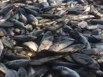 Nelayan di Barru Raup Rp 200 Juta Berkat Apartemen Ikan Gubernur Sulsel