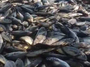 Nelayan di Barru Raup Rp 200 Juta Berkat Apartemen Ikan Gubernur Sulsel