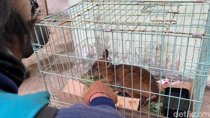 Anak kijang yang diselamatkan saat karhutla Gunung Arjuno