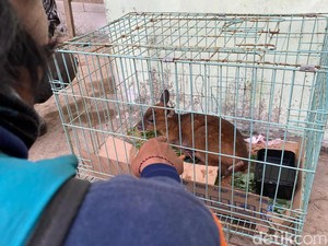 Cerita Relawan Selamatkan Anak Kijang Terjebak Karhutla Gunung Arjuno