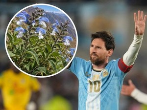 Lagi! Lionel Messi Jadi Inspirasi Nama Spesies Tumbuhan yang Hampir Punah