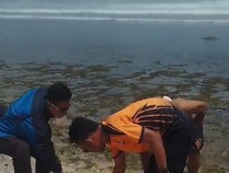 Dikira Benda Mencurigakan, Ternyata Penyu Mati Mengapung di Pantai Krakal
