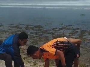 Dikira Benda Mencurigakan, Ternyata Penyu Mati Mengapung di Pantai Krakal