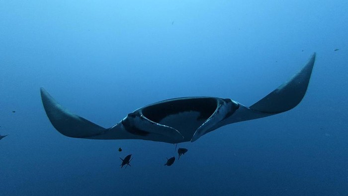 A giant manta ray swims among fish in open ocean waters, in this photograph taken at Cano Island, Costa Rica, in February 2026. Carolina Martin-Rivas/Handout via REUTERS    THIS IMAGE HAS BEEN SUPPLIED BY A THIRD PARTY. NO RESALES. NO ARCHIVES