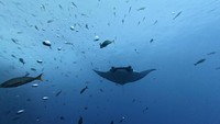 Pesona Pari Manta Berenang Bebas di Perairan Kosta Rika