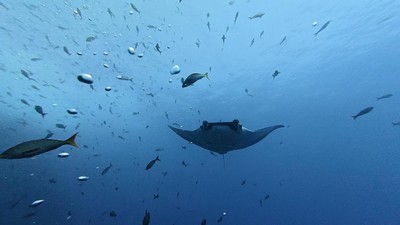 Pesona Pari Manta Berenang Bebas di Perairan Kosta Rika