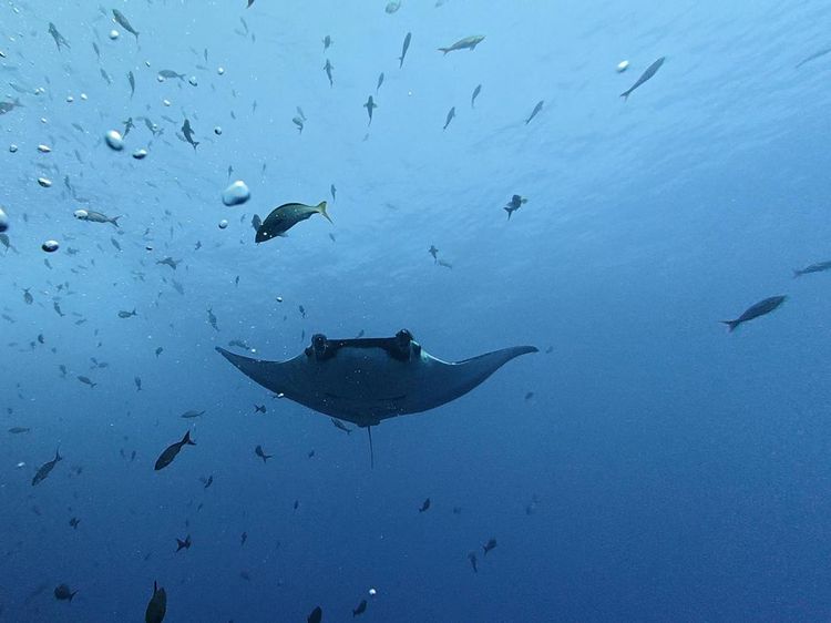 Pesona Pari Manta Berenang Bebas di Perairan Kosta Rika