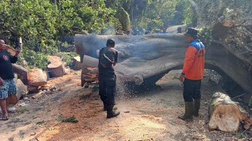 Petugas BPBD Karangasem menangani pohon tumbang tutup akses jalan di Kecamatan Kubu, Karangasem, Jumat (23/10/2026).
