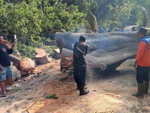 Pohon Kapuk Setinggi 15 Meter Tumbang Tutup Jalan di Karangasem