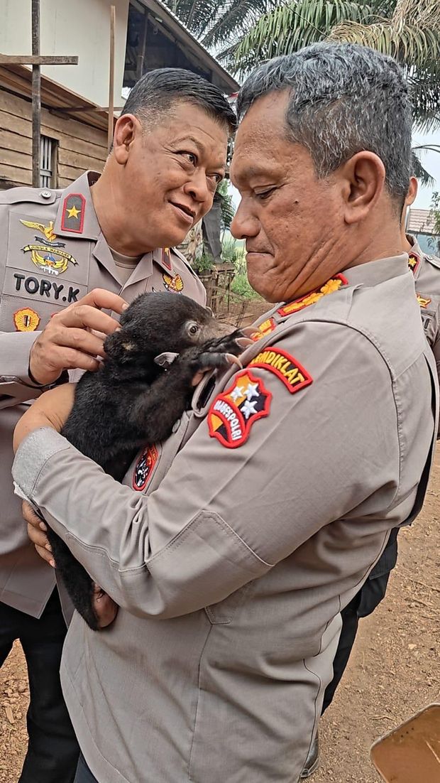 Polri dan tim campuran menyelamatkan anak beruang madu dari karhutla di Kabupaten Seruyan, Kalteng, Jumat (23/10/2026).