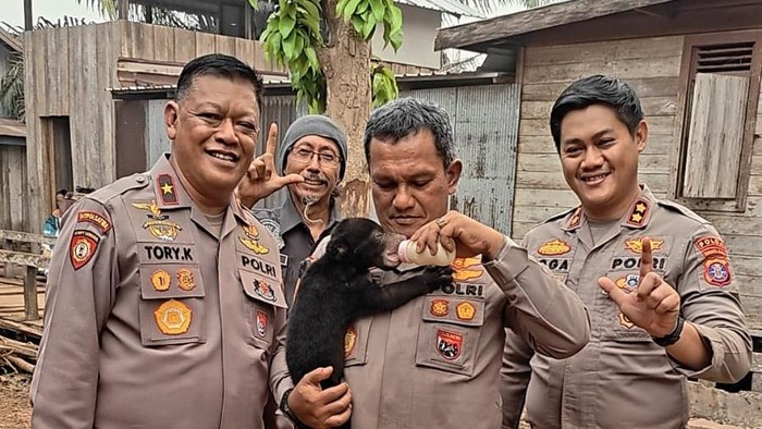 Polri dan tim gabungan menyelamatkan anak beruang madu dari karhutla di Kabupaten Seruyan, Kalteng, Jumat (23/10/2026).
