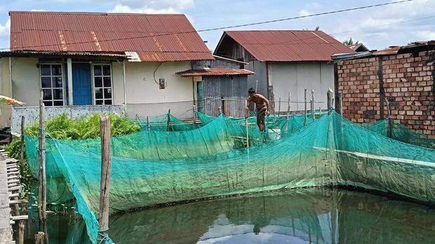 Budidaya ikan hias di Palembang Budidaya ikan hias di Palembang