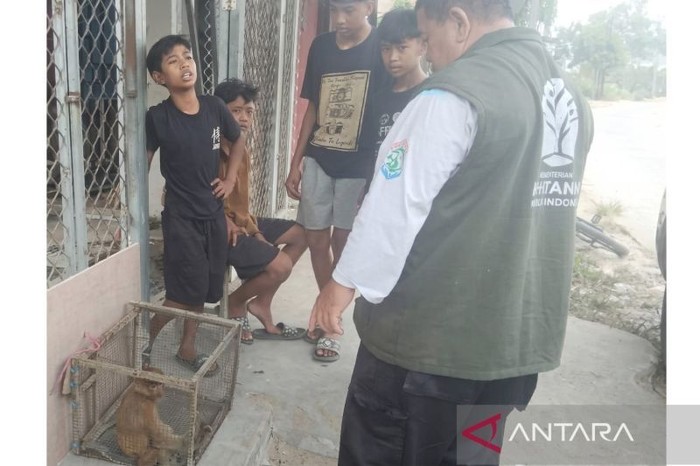 Empat bocah di Samarinda melakukan penyelamatan terhadap hewan endemik bekantan dengan menyerahkan ke pihak BKSDA Kaltim. (ANTARA/HO-BKSDA Kaltim)