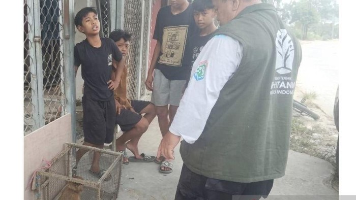 Empat bocah di Samarinda melakukan penyelamatan terhadap hewan endemik bekantan dengan menyerahkan ke pihak BKSDA Kaltim. (ANTARA/HO-BKSDA Kaltim)