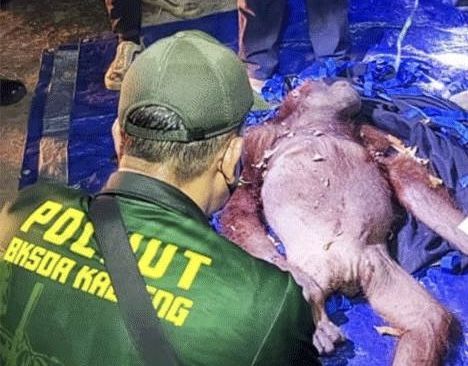 Evakuasi orang utan terdampak karhutla, Gadis dan Garis, di Kotawaringin Timur.
