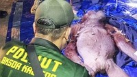 Terjebak Kebakaran Hutan dan Jerat, Induk Orang Utan Gadis Bertahan Bersama Anak