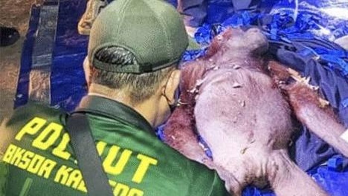 Evakuasi orang utan terdampak karhutla, Gadis dan Garis, di Kotawaringin Timur.